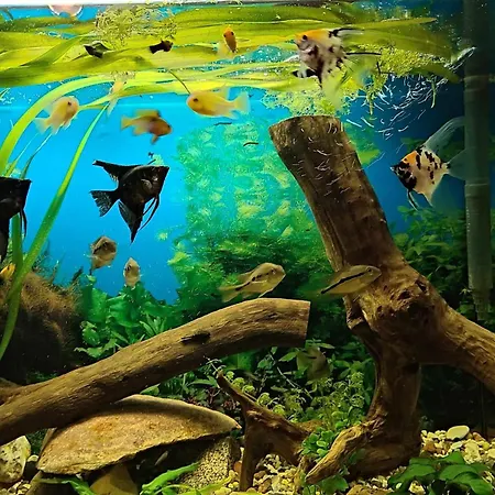 Lejlighed U Lubockich *